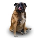 Állateledel kiegészítő olajkeverékek 